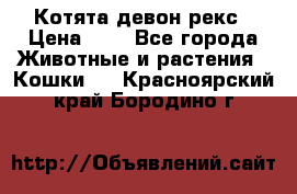 Котята девон рекс › Цена ­ 1 - Все города Животные и растения » Кошки   . Красноярский край,Бородино г.